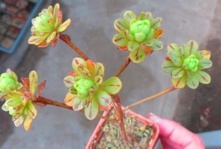 aeonium sedifolium