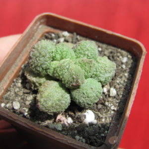 Adromischus    marianiae   Herrei    Green
