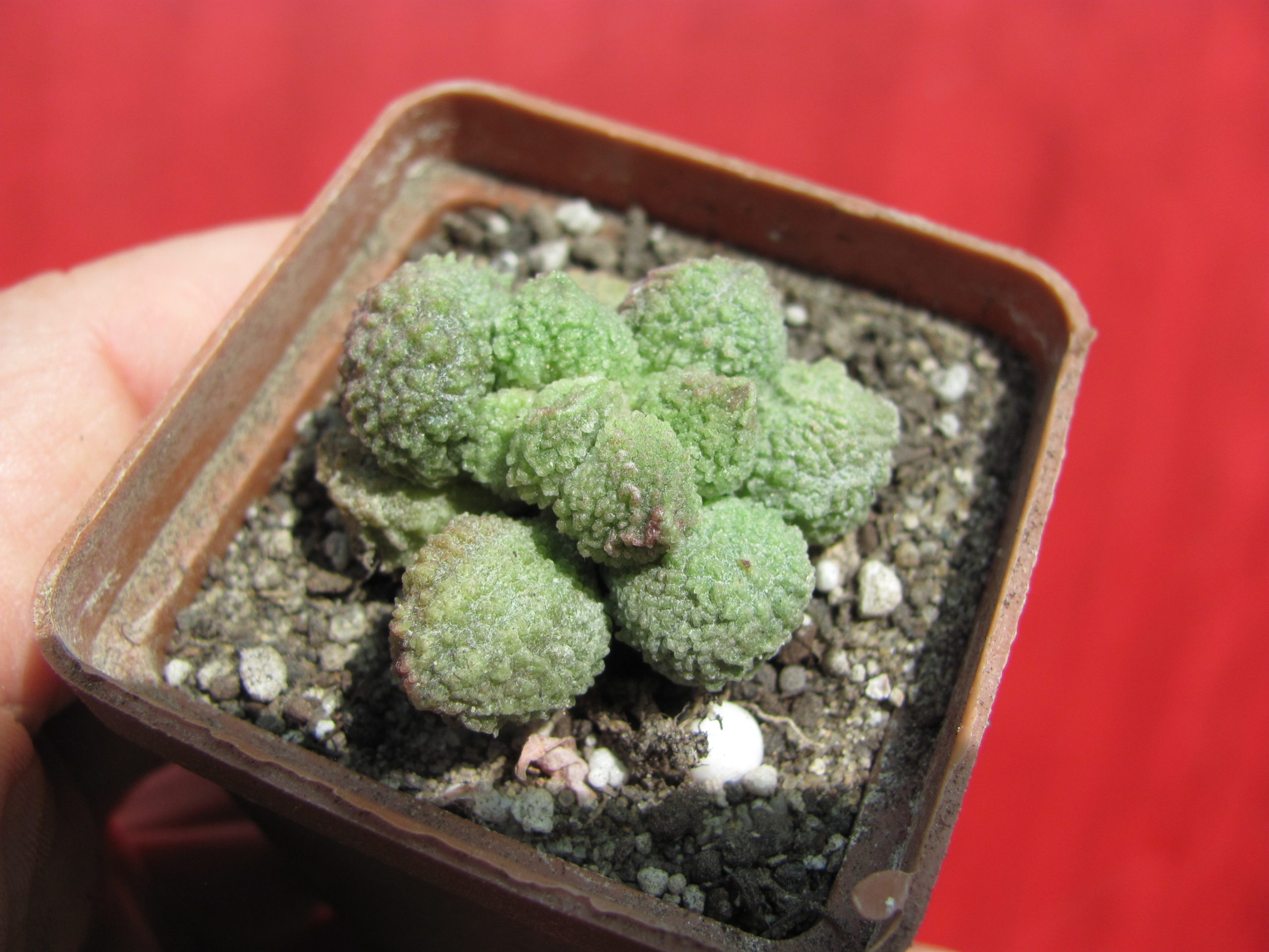 Adromischus    marianiae   Herrei    Green