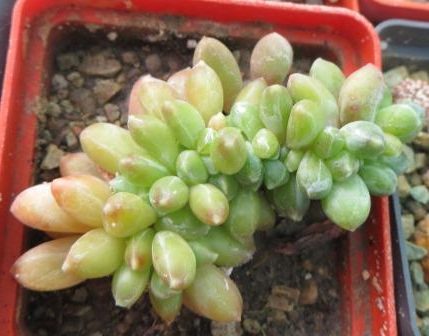 pachyphytum compactum cristata