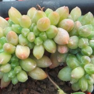 pachyphytum compactum cristata