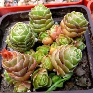 crassula emerald