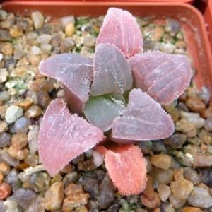 haworthia pygmaea crystallina