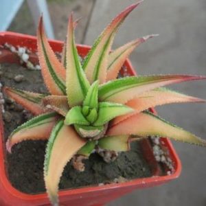 haworthia radula variegata