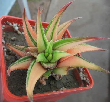 haworthia radula variegata
