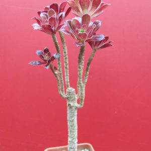 Aeonium    atropurpureum