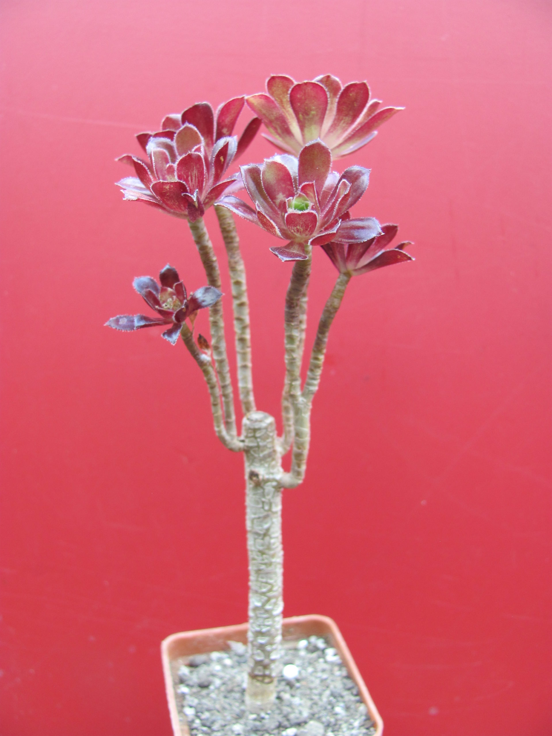Aeonium    atropurpureum