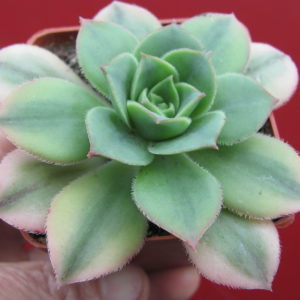 Aeonium     Florescens    variegata