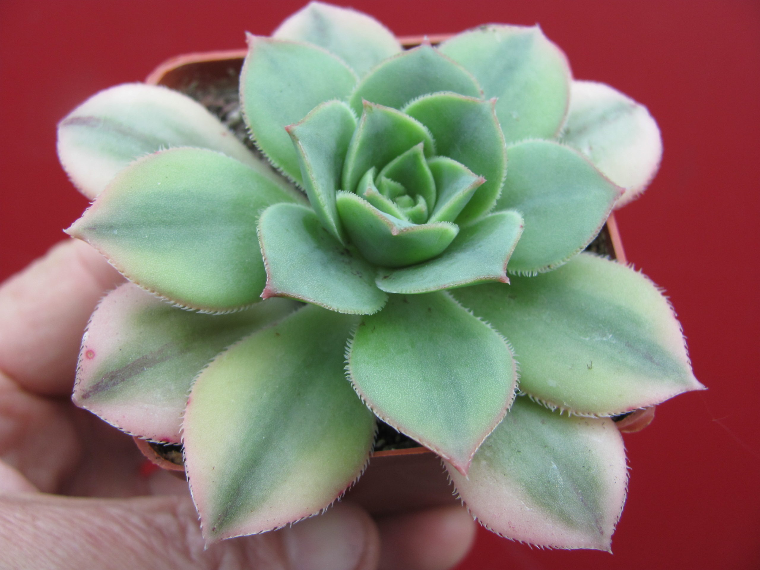 Aeonium     Florescens    variegata