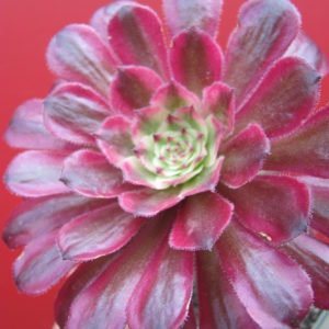 Aeonium    Mardi   Gras