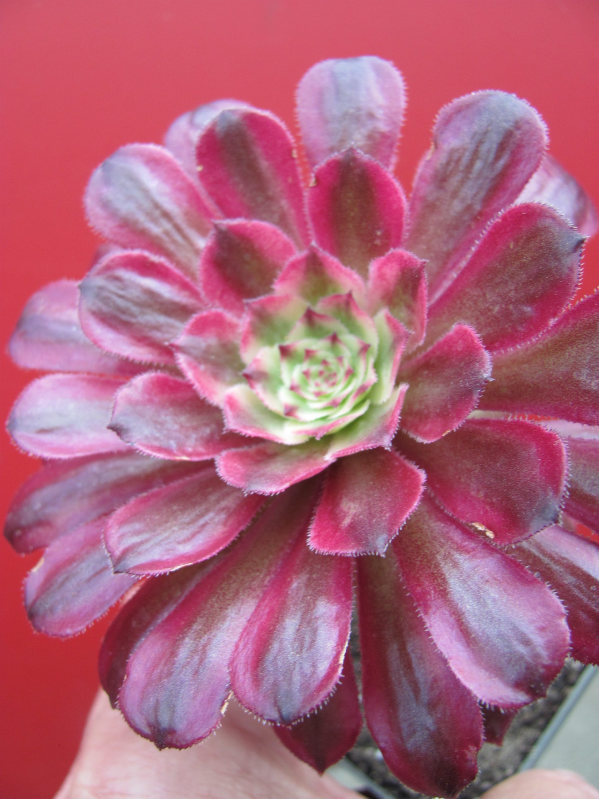 Aeonium    Mardi   Gras