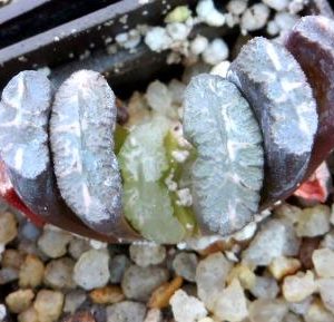 haworthia truncata