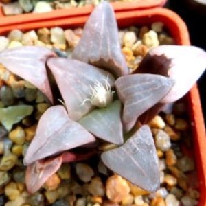 haworthia mutica