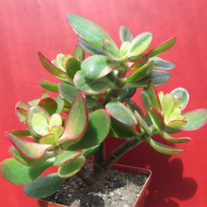 Crassula    Hummels  Sunset   variegata