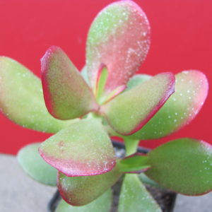 Crassula  ovata