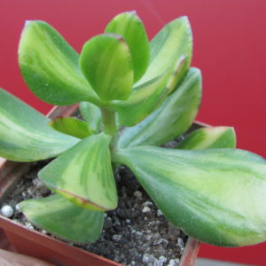 Crassula    Solana