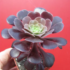 Aeonium    Velour