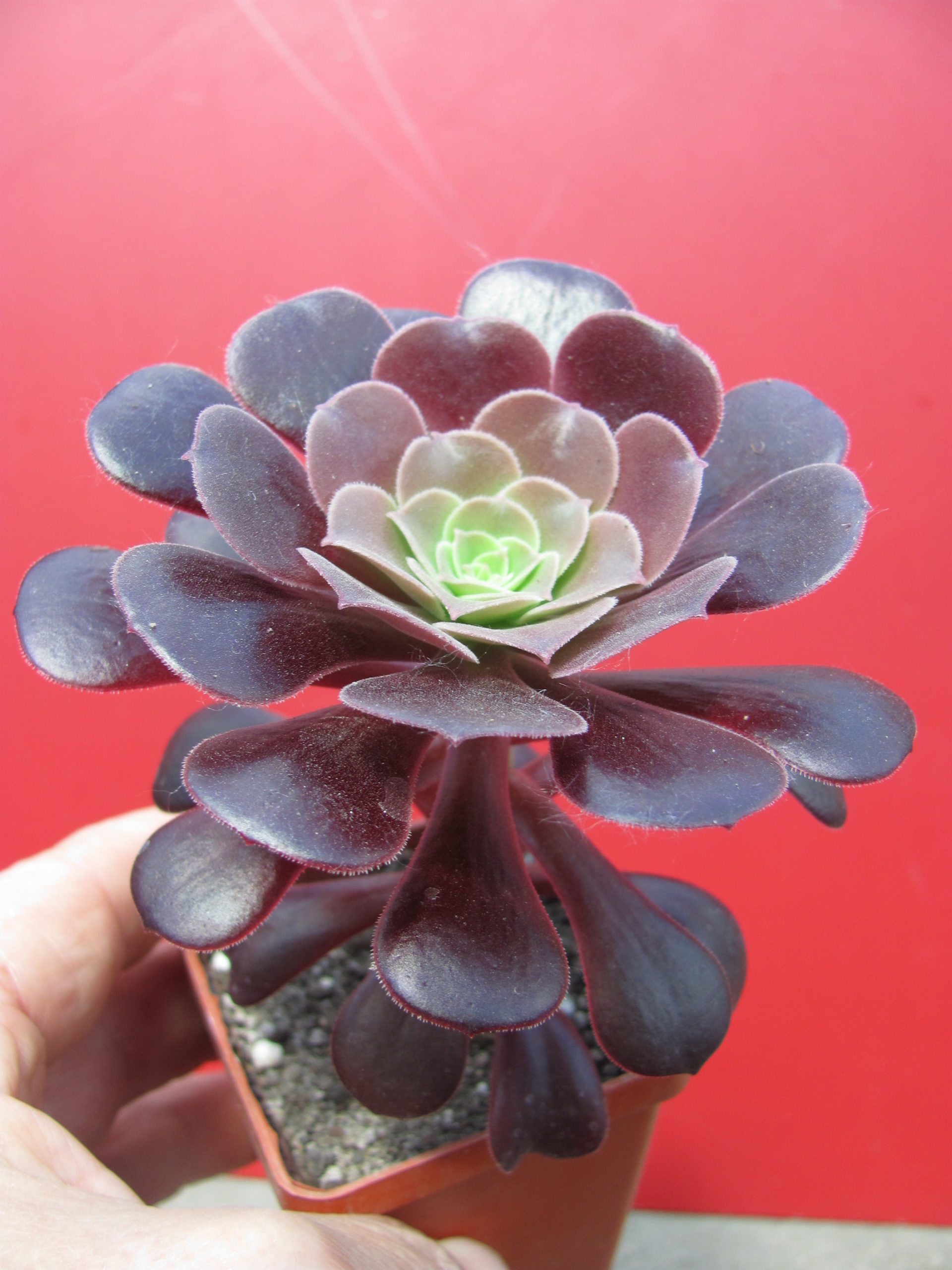 Aeonium    Velour