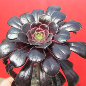 Aeonium    schwarzkopf