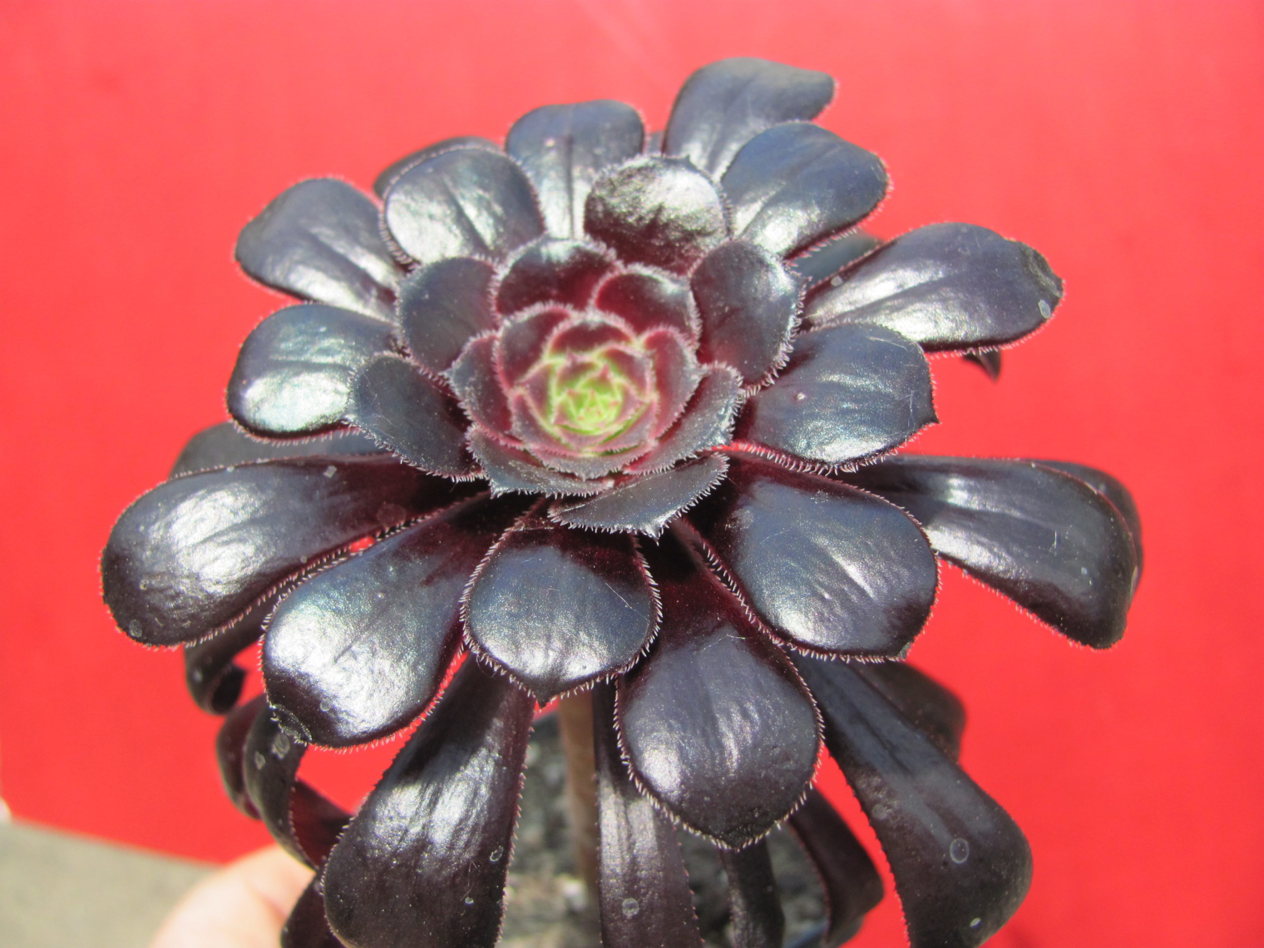 Aeonium    schwarzkopf