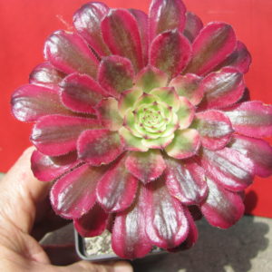 Aeonium    Mardi   Gras