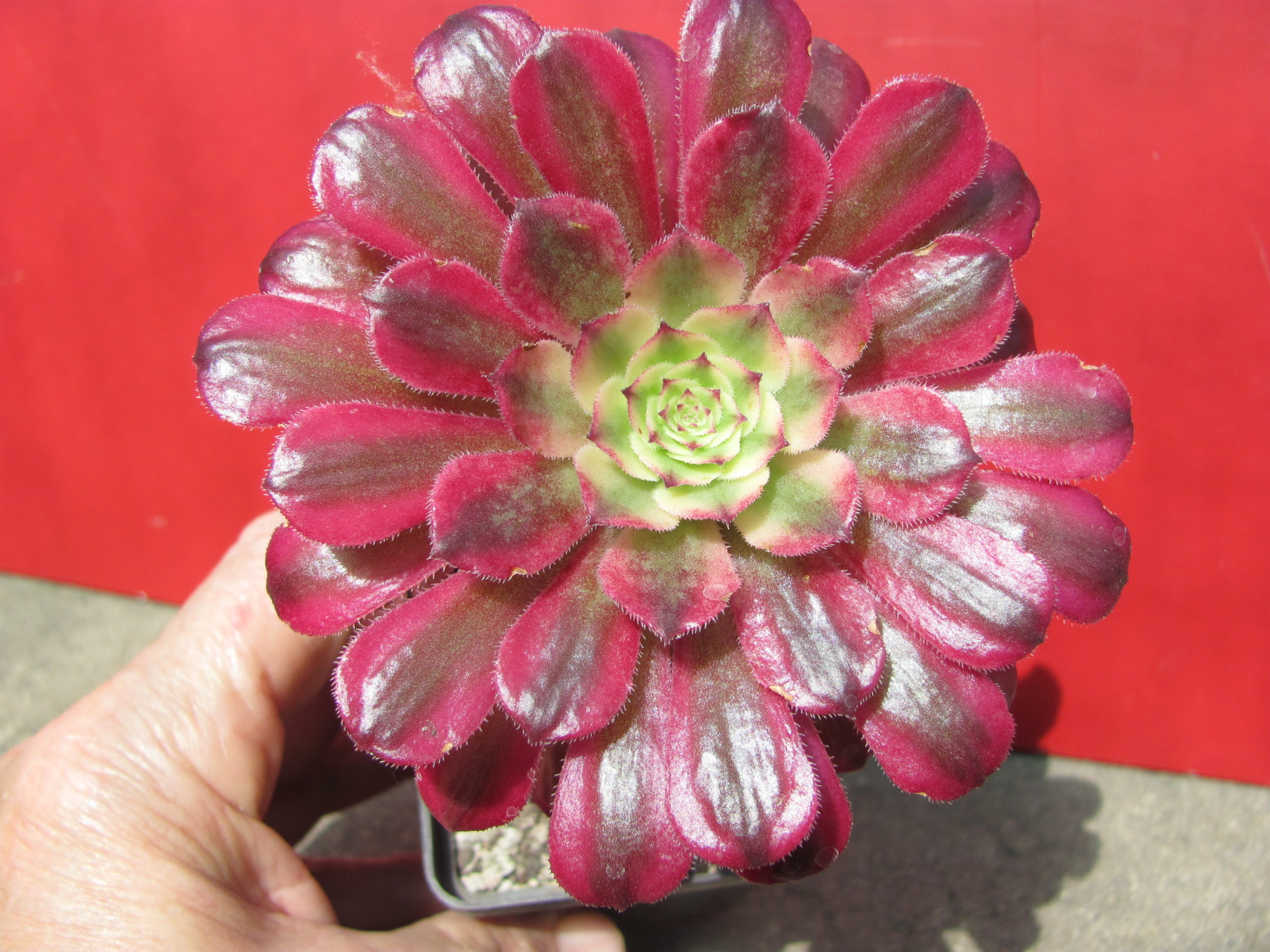 Aeonium    Mardi   Gras