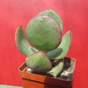 Crassula     arborescens