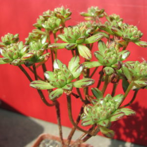 Aeonium      sedifolium