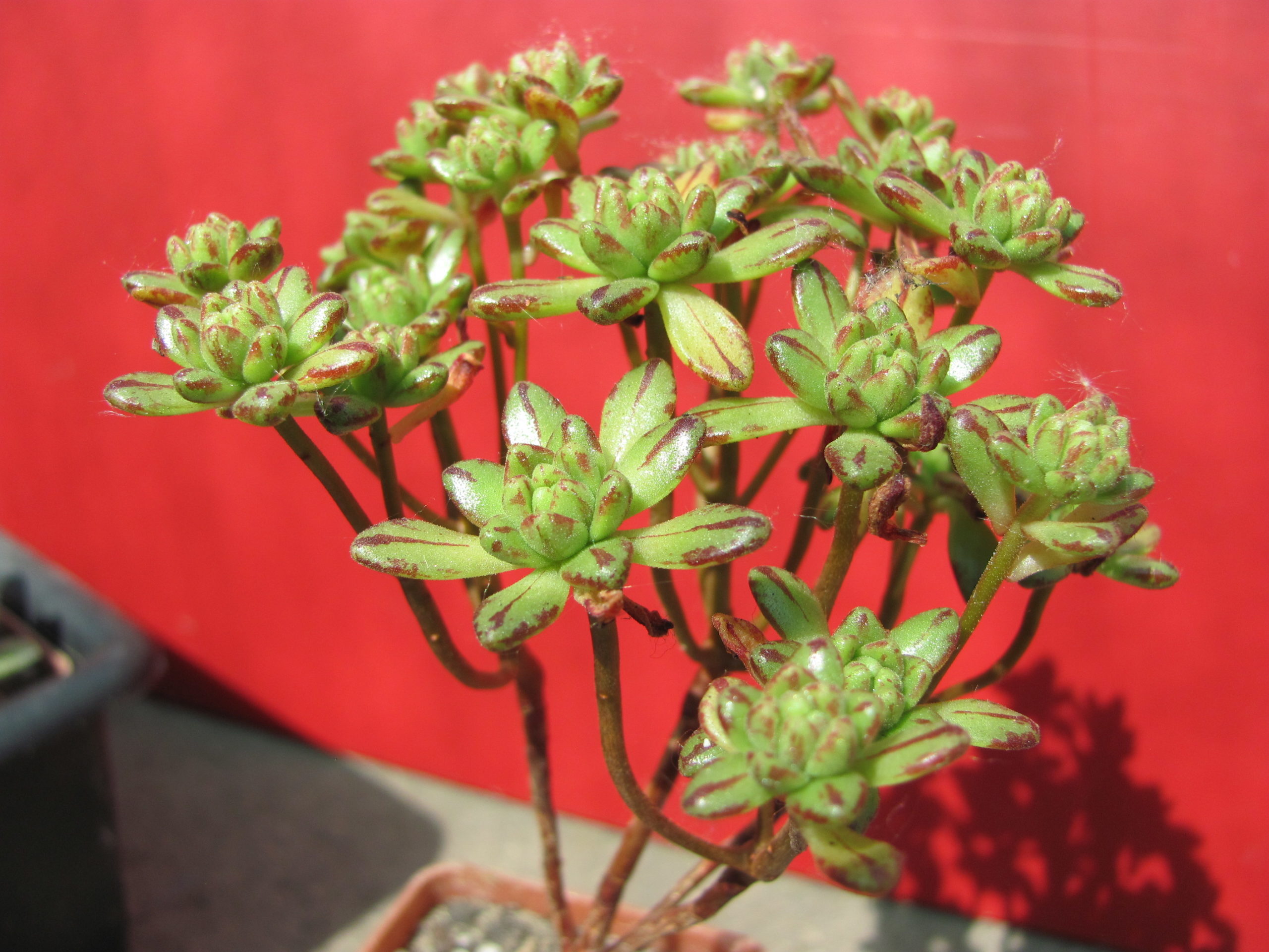 Aeonium      sedifolium