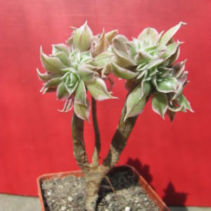 Aeonium    Sunburst    variegata   cristata