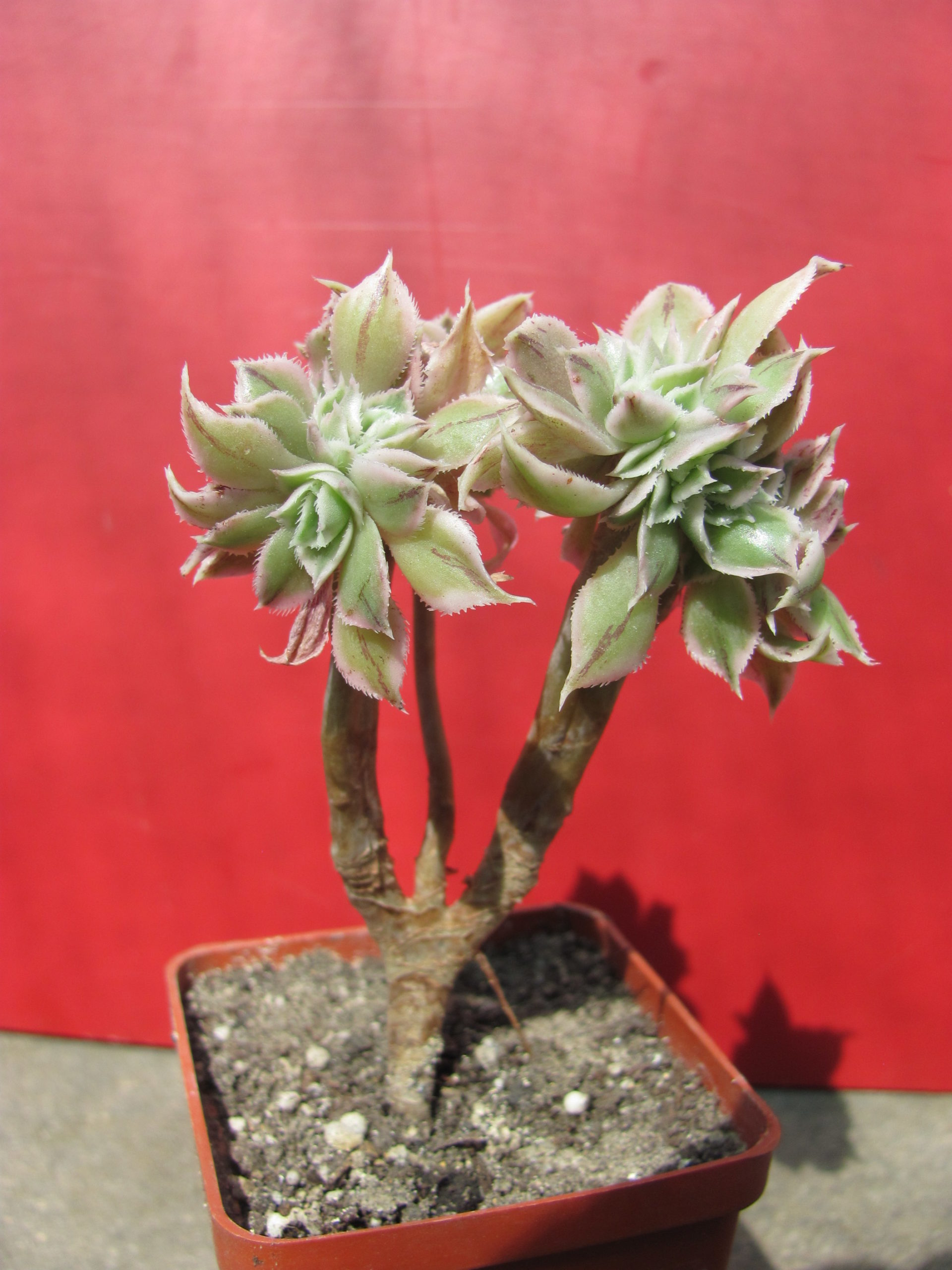 Aeonium Sunburst variegata cristata