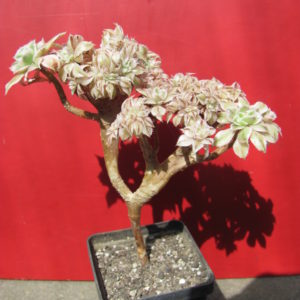 Aeonium    Sunburst   variegata     cristata
