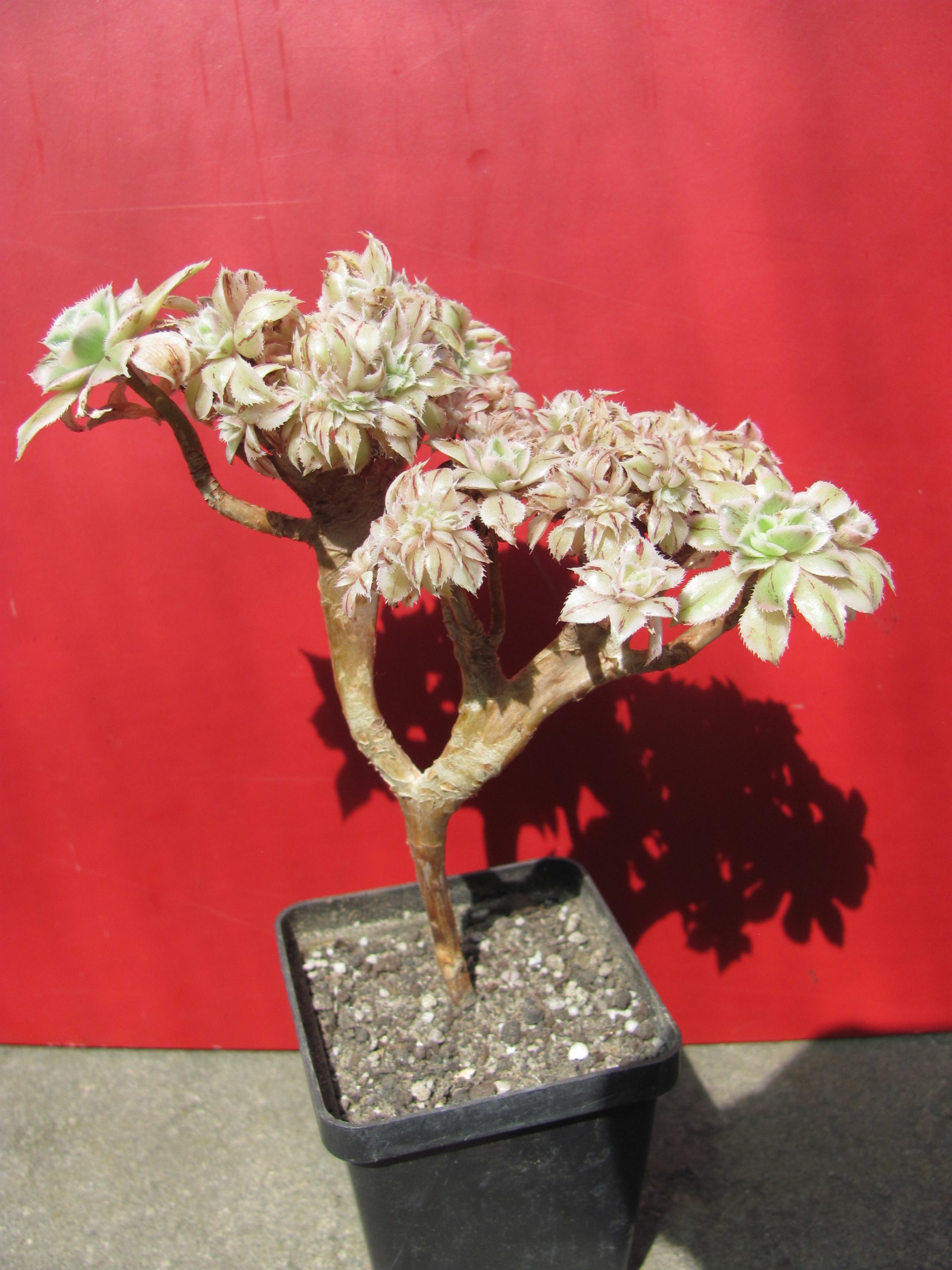 Aeonium Sunburst variegata cristata
