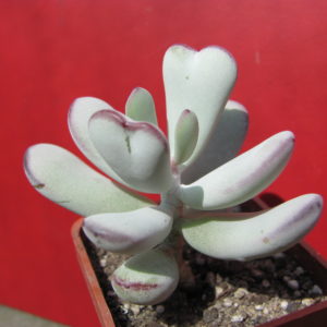 Cotyledon  orbiculata     Oophylla