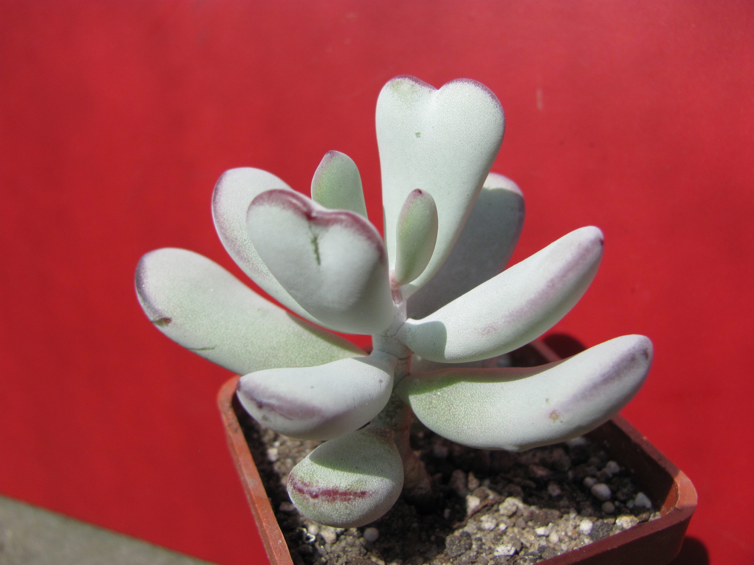 Cotyledon  orbiculata     Oophylla