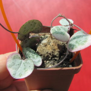 Ceropegia    woodii   variegata