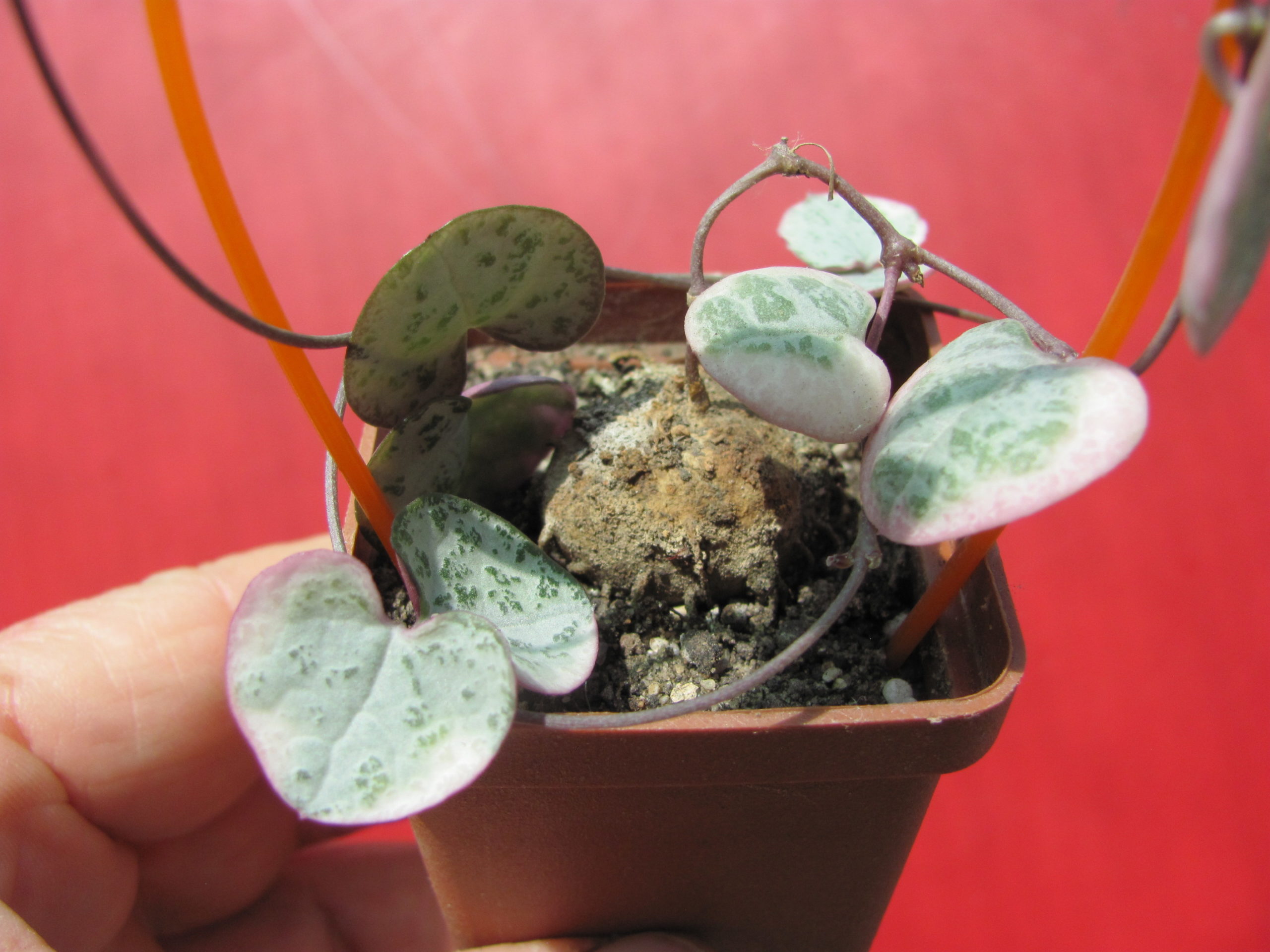 Ceropegia    woodii   variegata