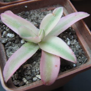 Crassula   campfire     variegata