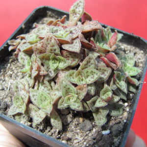 Crassula    picturata