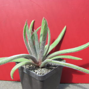 Crassula   hirta