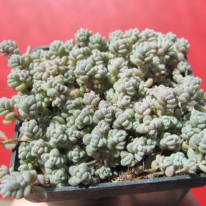 Sedum     dasyphyllum
