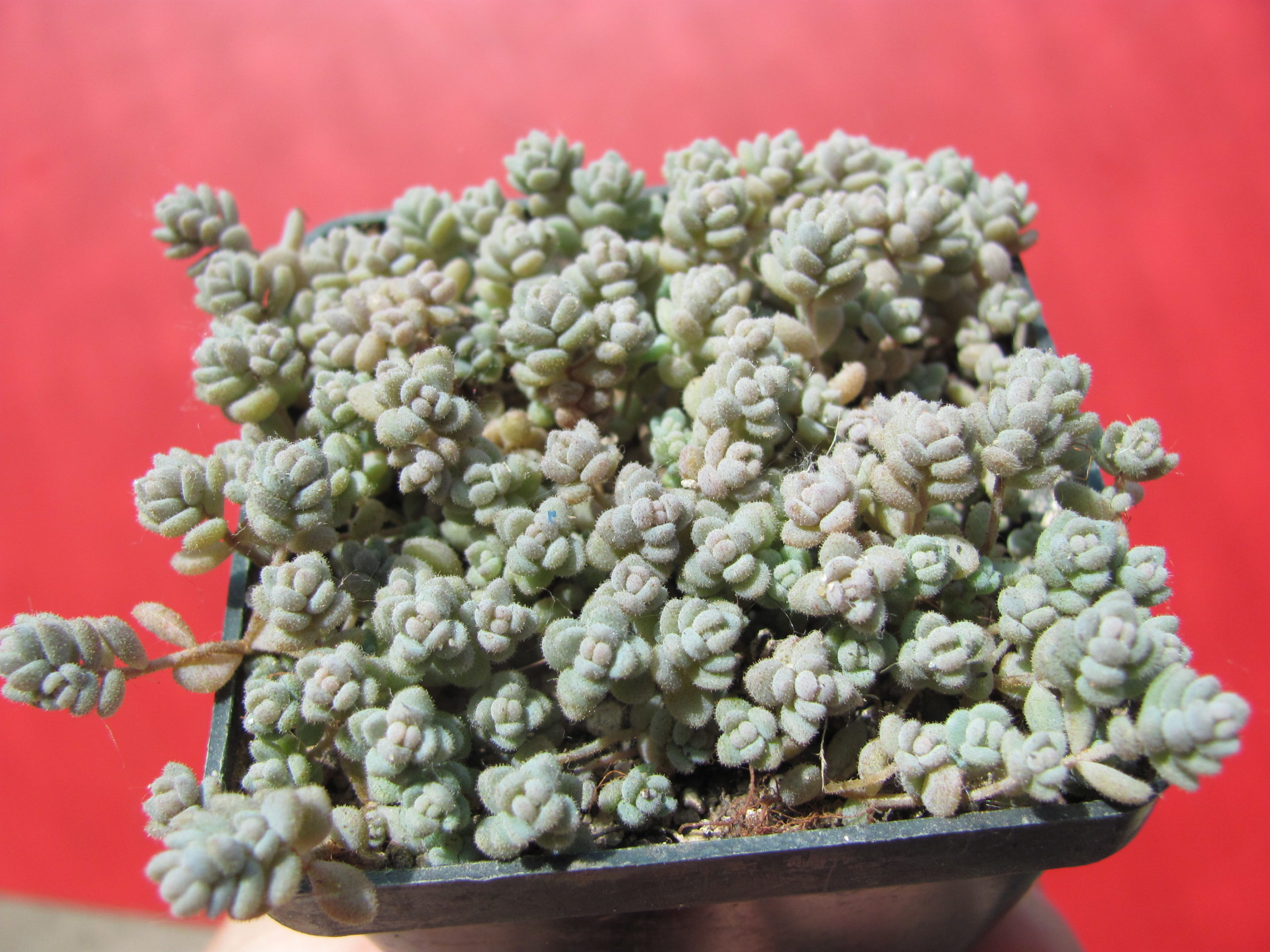 Sedum     dasyphyllum
