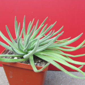 Crassula   hirta     *Mossel  Bay*