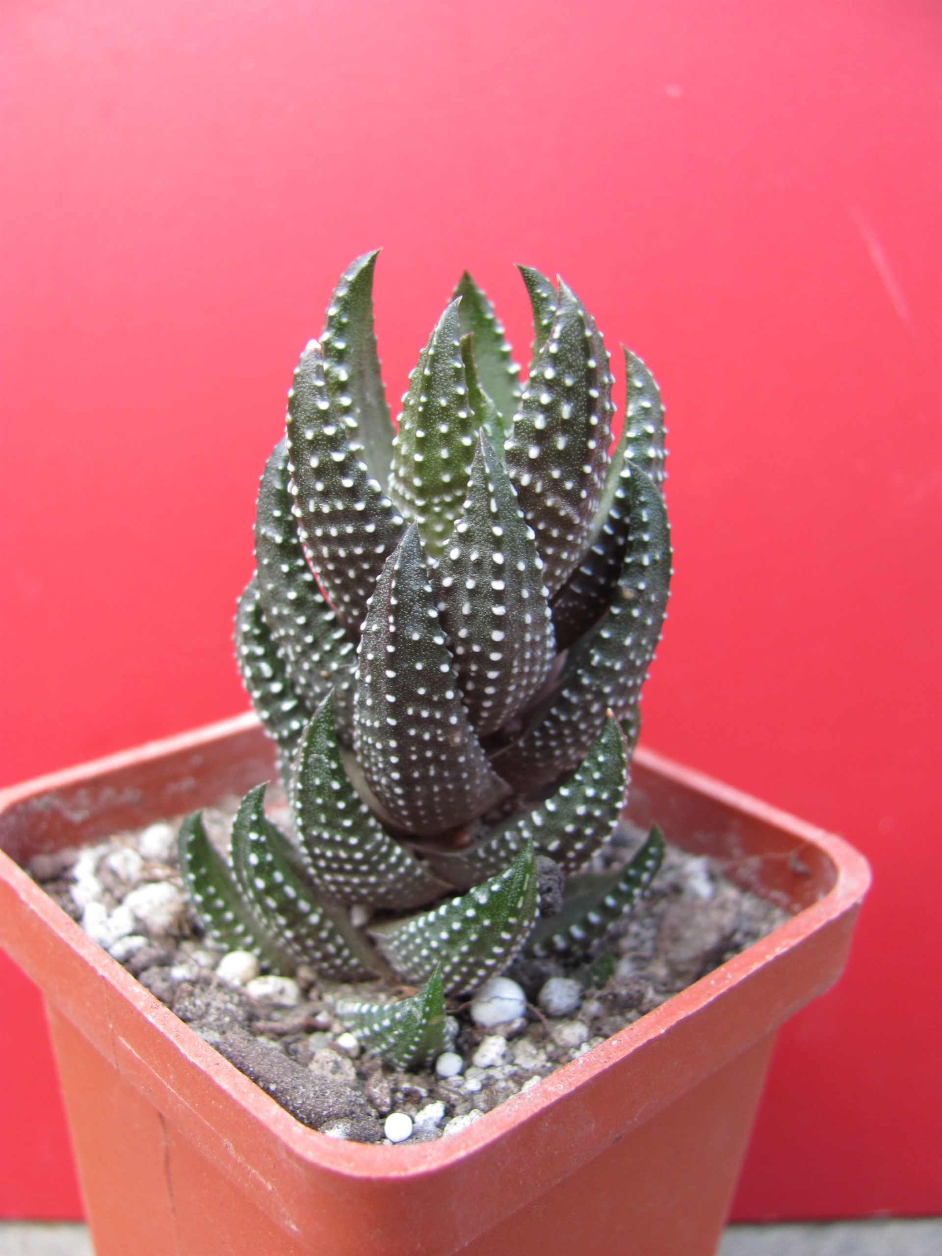 Haworthia    coarctata