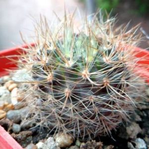 neoporteria subgibbosa