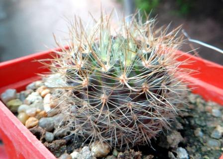 neoporteria subgibbosa