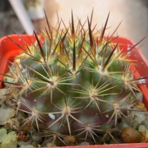 neoporteria kulumanii