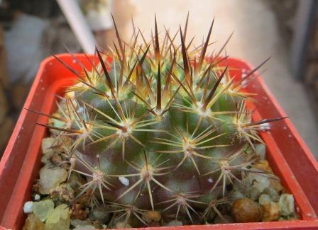 neoporteria kulumanii