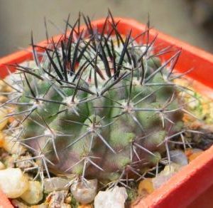 neoporteria taltalensis