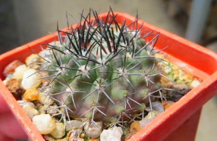 neoporteria taltalensis